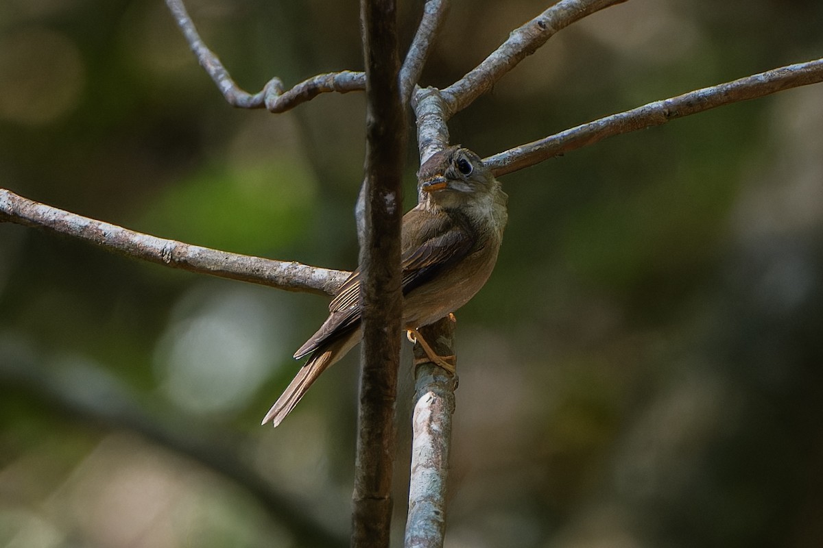 Brown-breasted Flycatcher - ML617860910