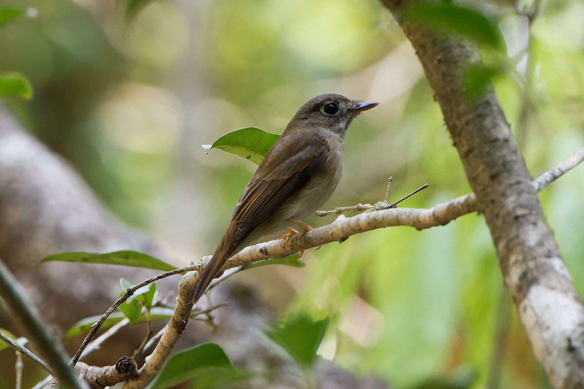 Brown-breasted Flycatcher - Siddhant Mhetre