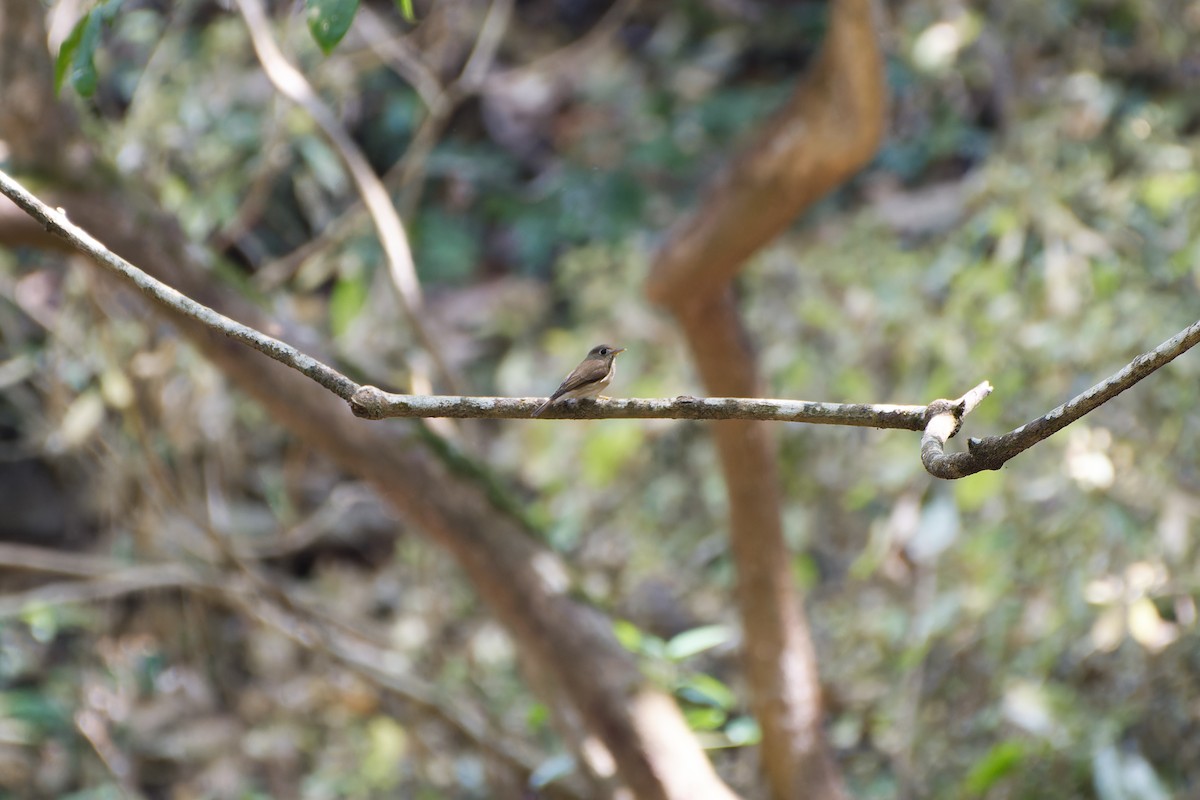 Brown-breasted Flycatcher - ML617860913
