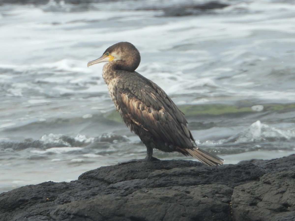 Great Cormorant (Australasian) - ML617860987