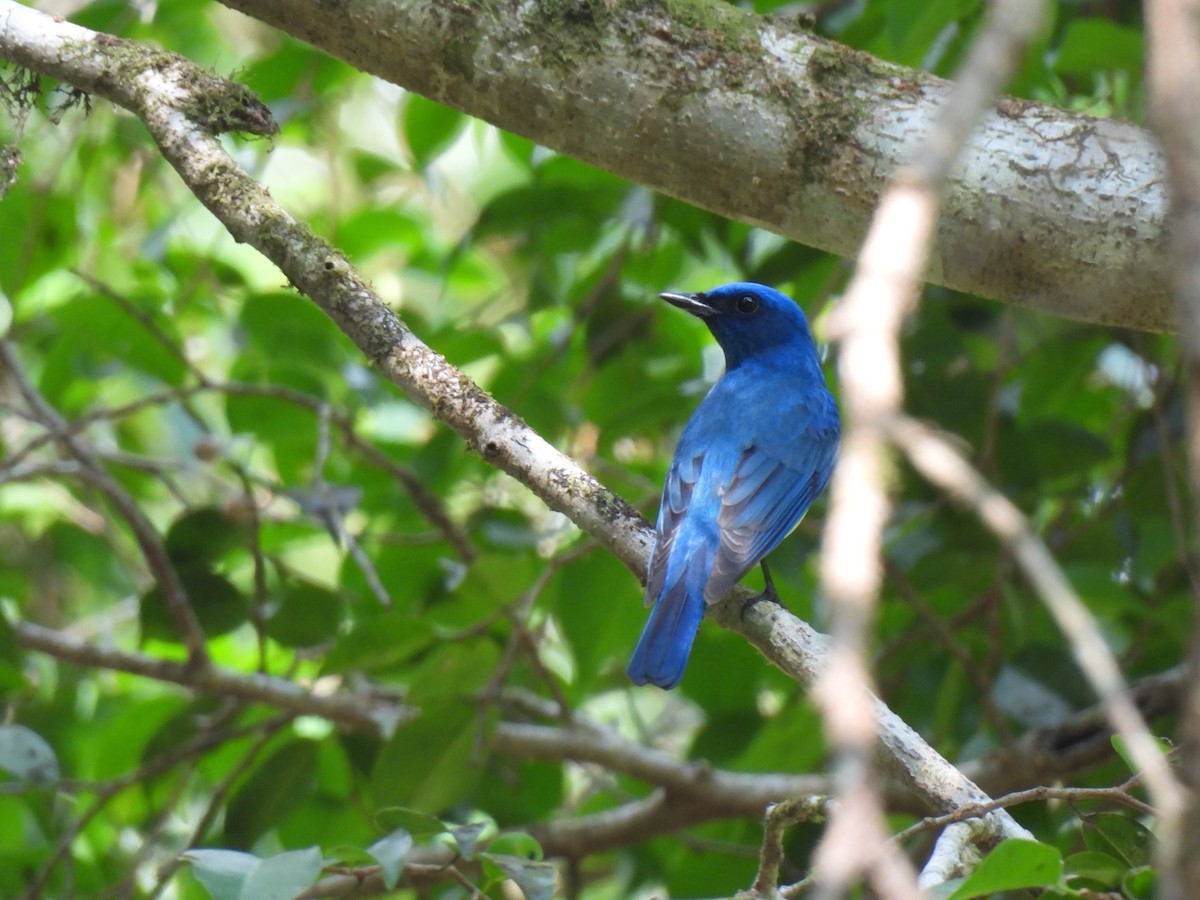 Blue-and-white Flycatcher - ML617861002