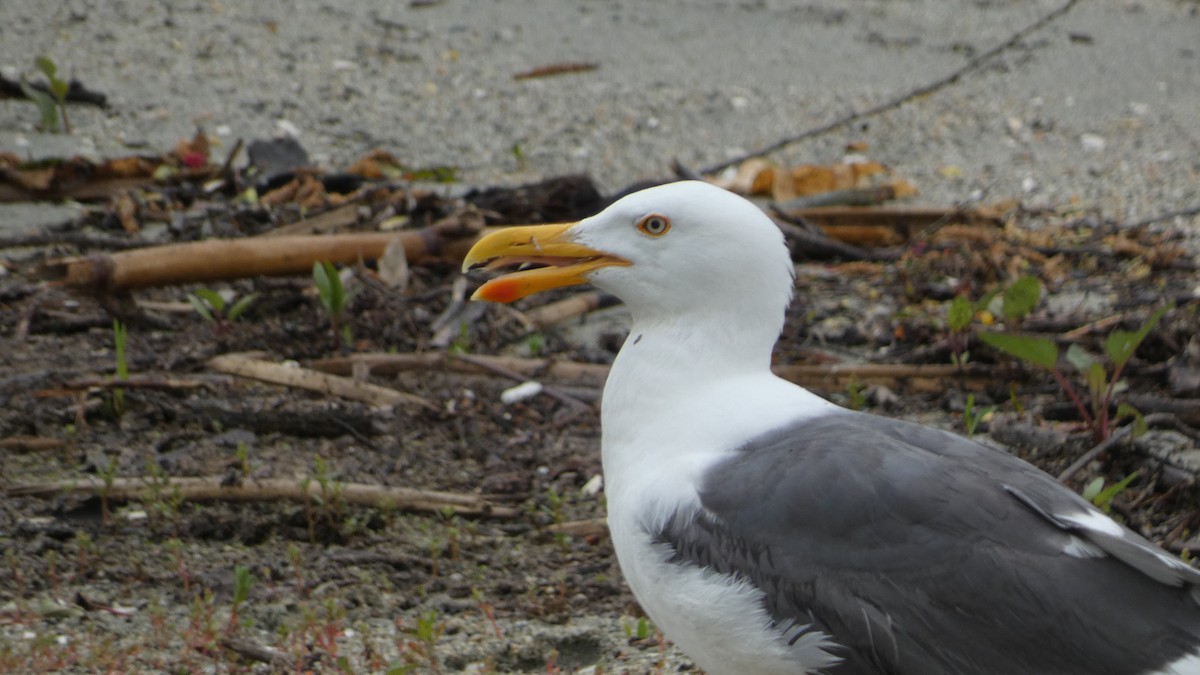 Yellow-footed Gull - ML617861033