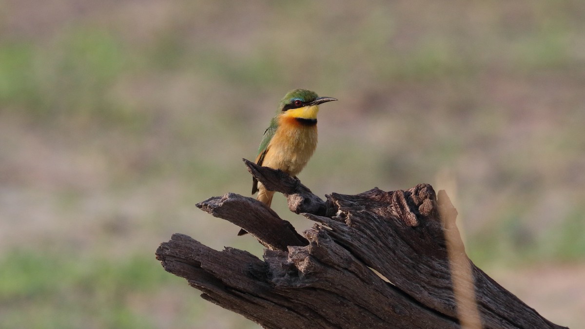 Little Bee-eater - ML617861035