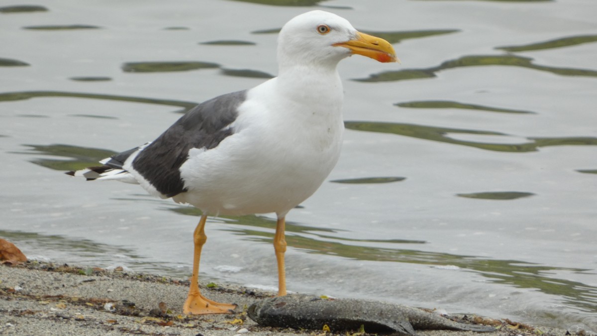 Yellow-footed Gull - ML617861038