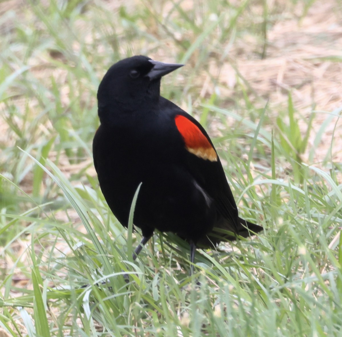 Red-winged Blackbird - ML617861042