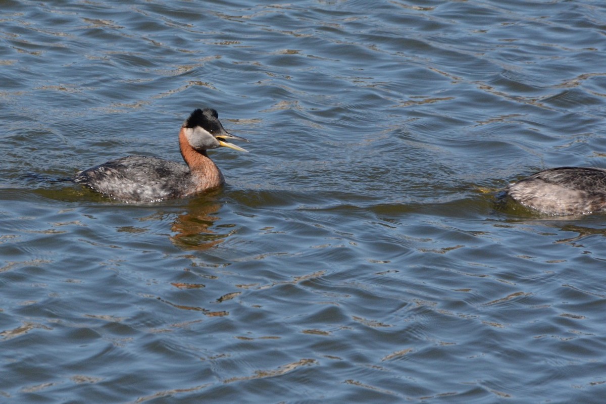 Red-necked Grebe - ML617861047