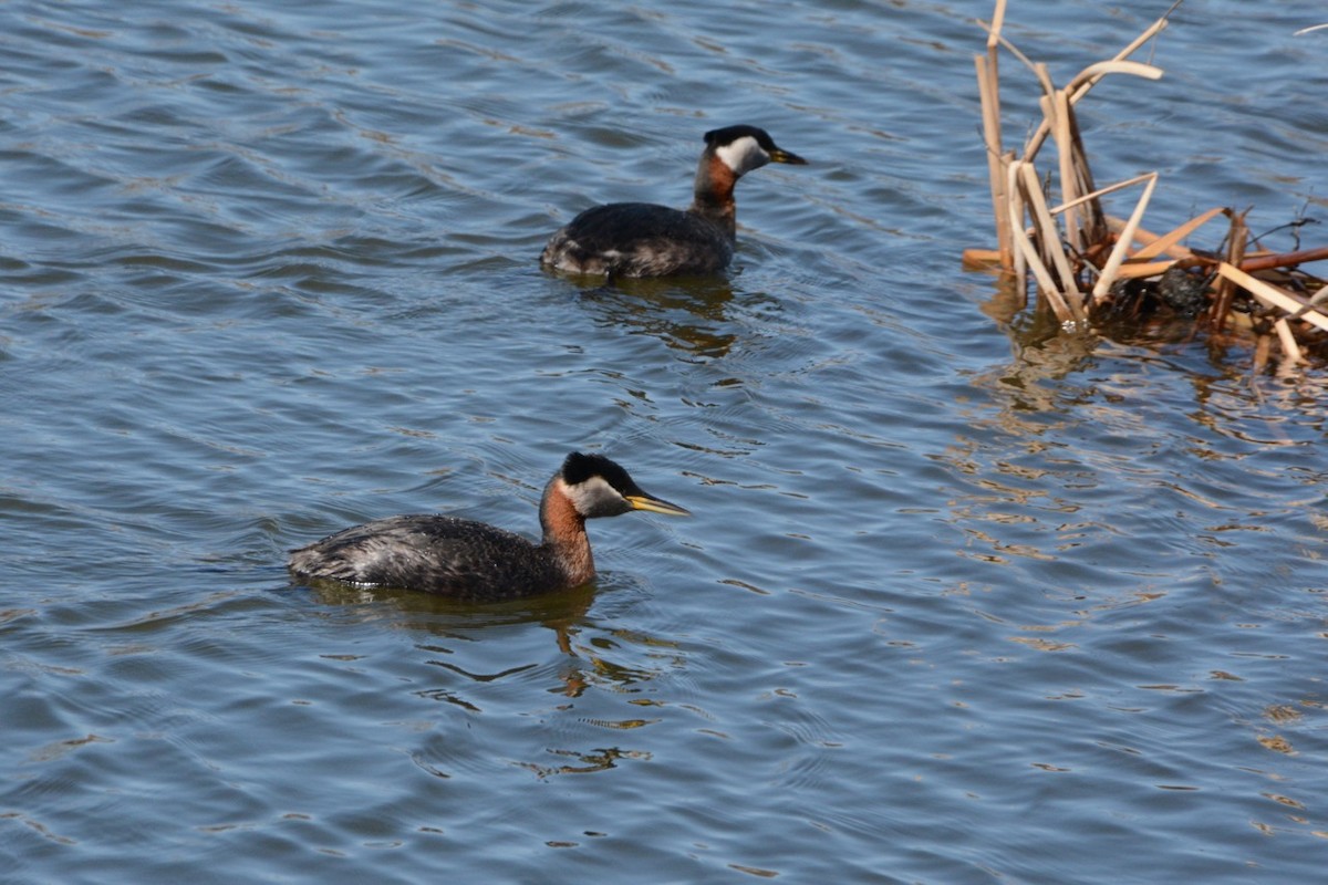 Red-necked Grebe - ML617861049