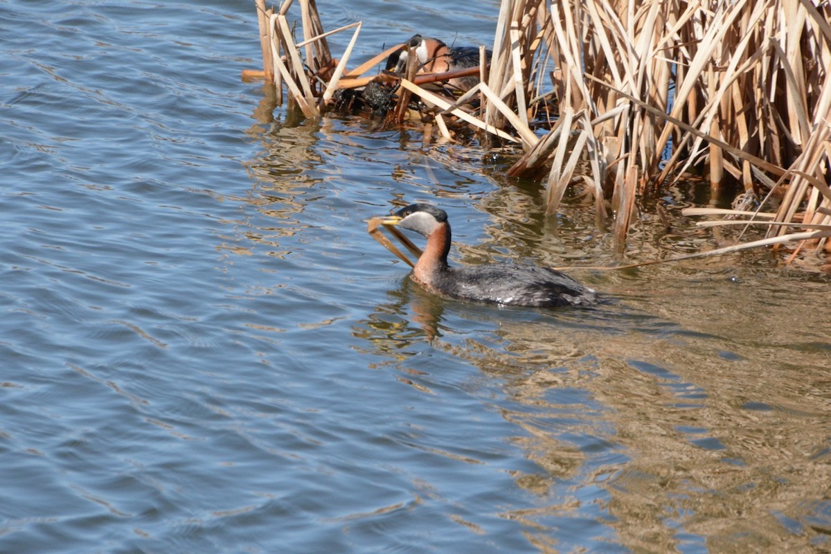Red-necked Grebe - ML617861050
