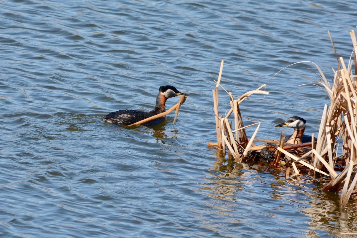 Red-necked Grebe - ML617861051