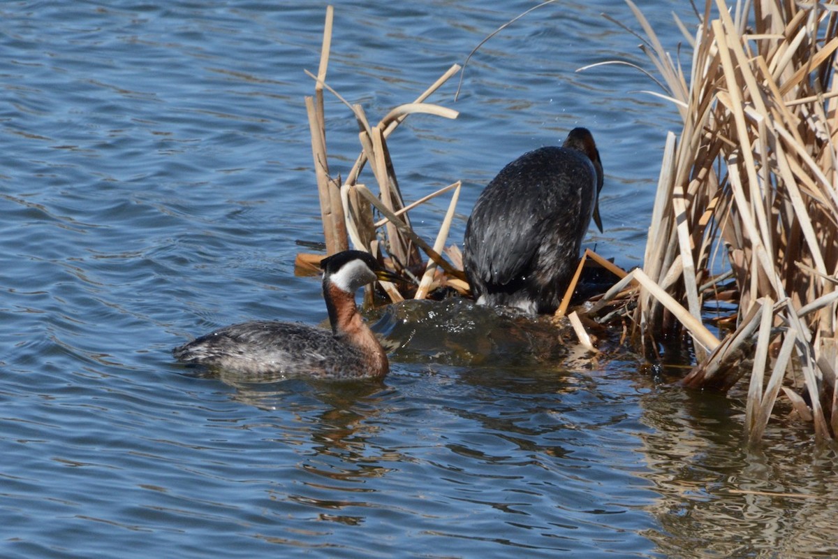 Red-necked Grebe - ML617861052