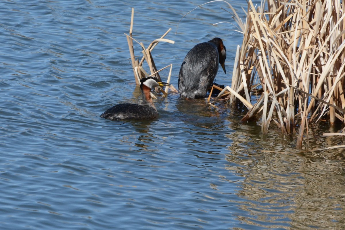 Red-necked Grebe - ML617861053