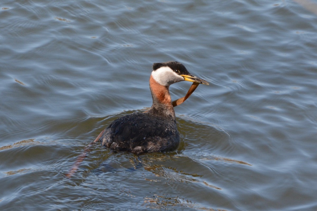 Red-necked Grebe - ML617861055