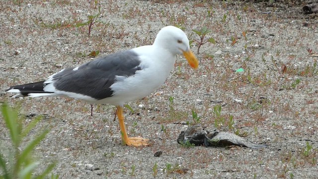 Yellow-footed Gull - ML617861080