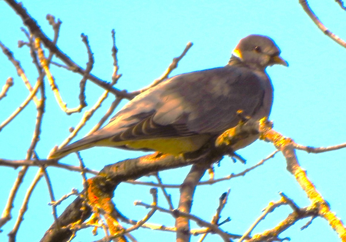 Band-tailed Pigeon - ML617861081