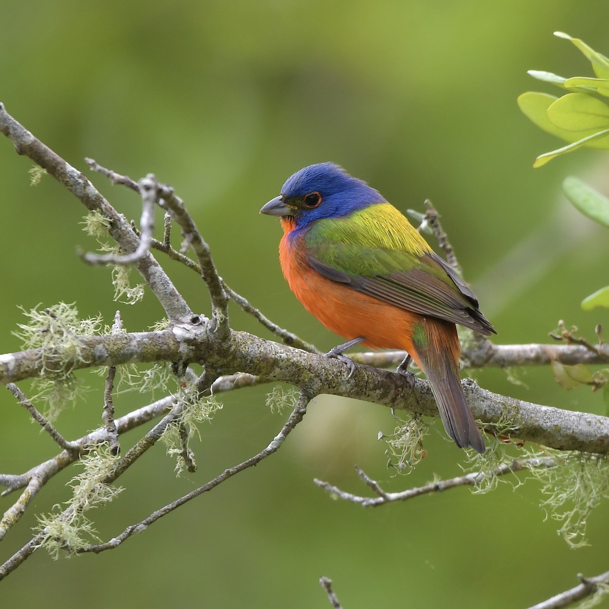 Painted Bunting - ML617861160