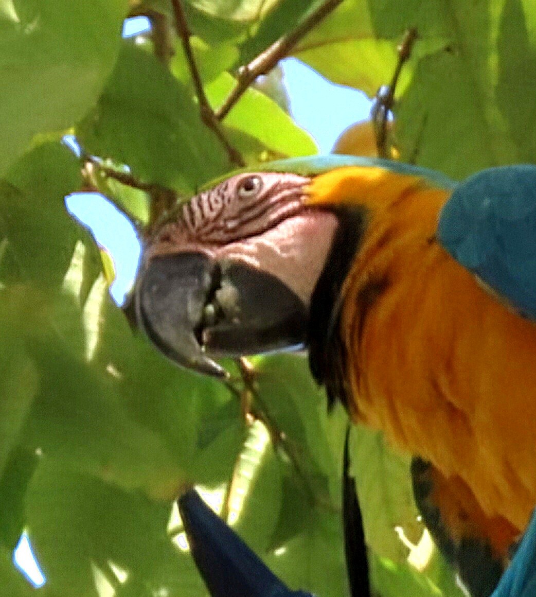 Blue-and-yellow Macaw - ML617861213
