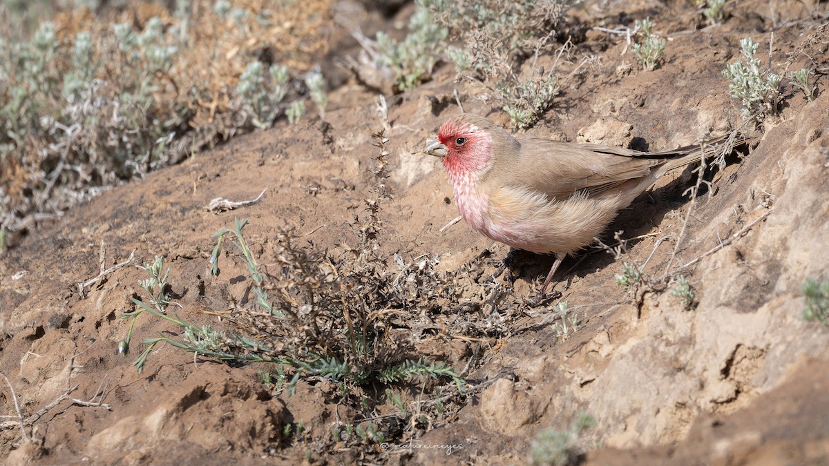 Pale Rosefinch - Weeds S