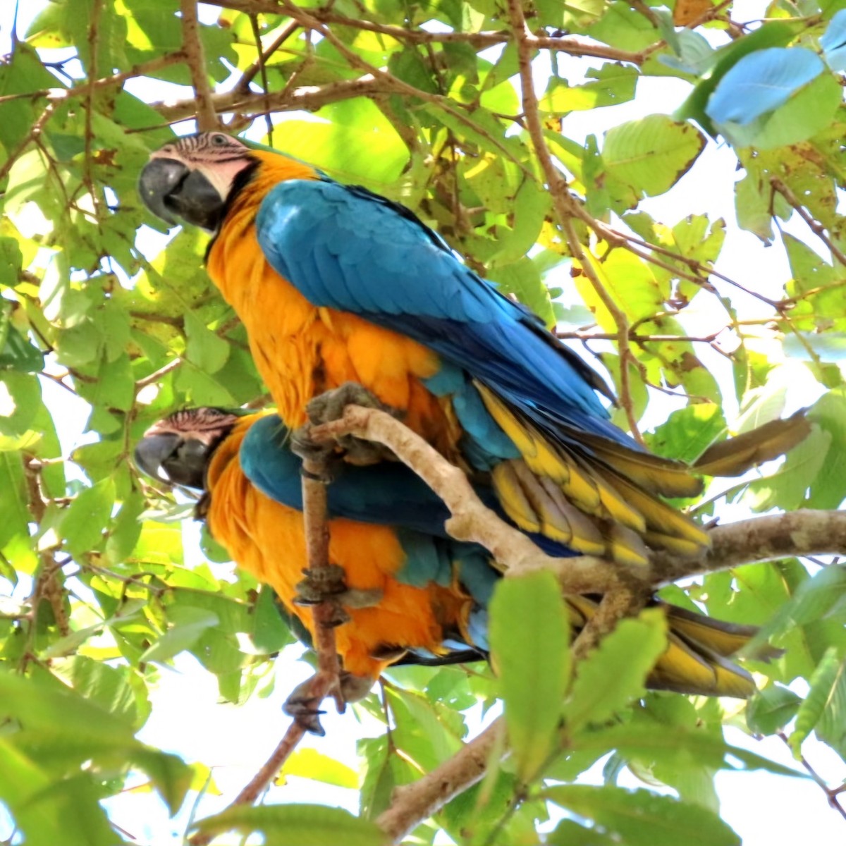 Blue-and-yellow Macaw - Cathleen Burns