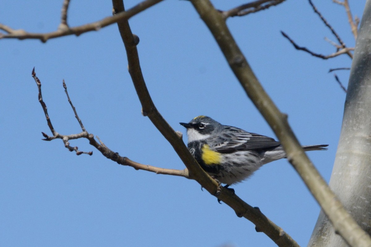 Yellow-rumped Warbler (Myrtle) - Larry Halverson