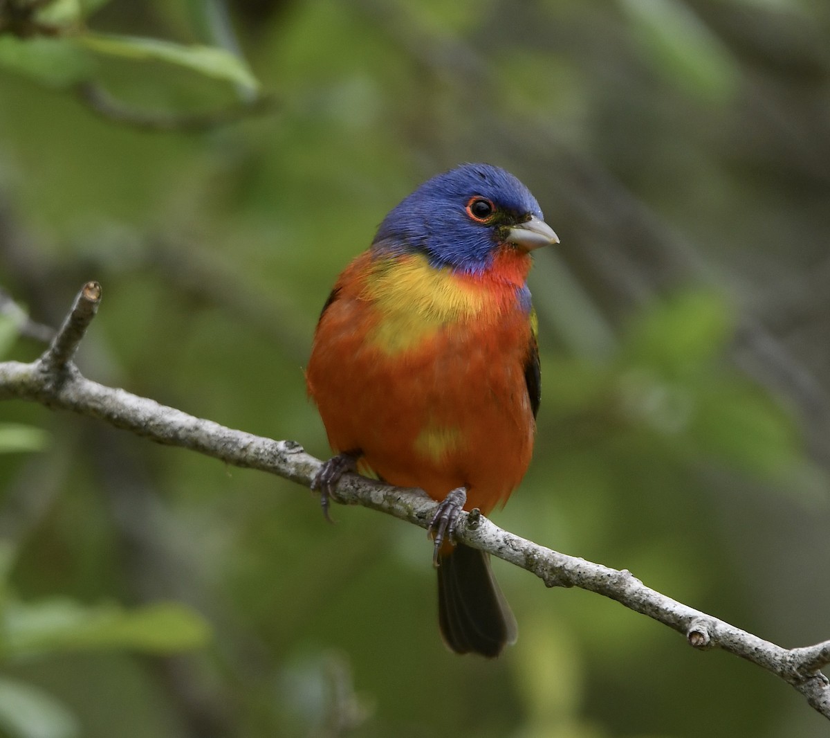 Painted Bunting - ML617861255