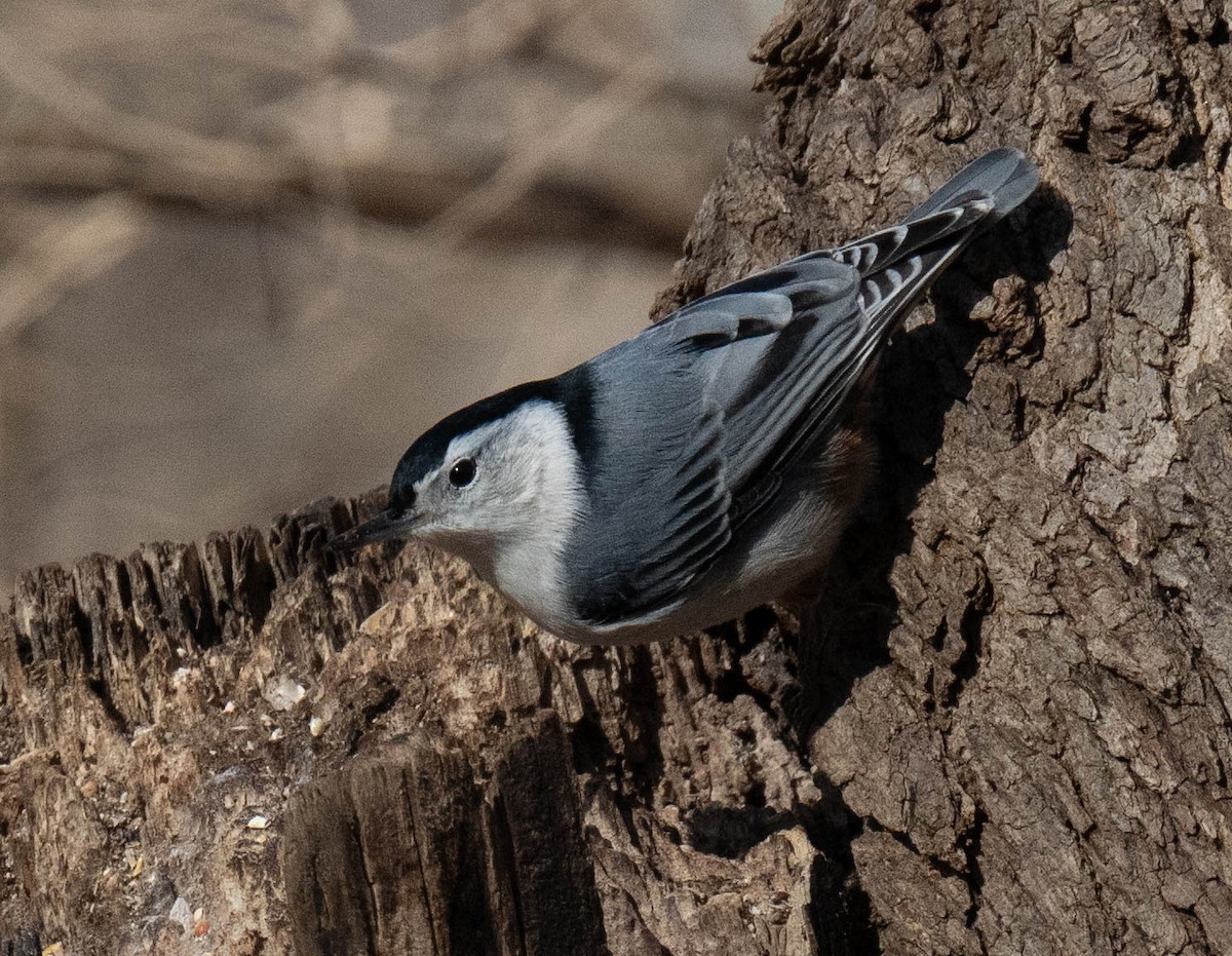 White-breasted Nuthatch - Jordan Wolf
