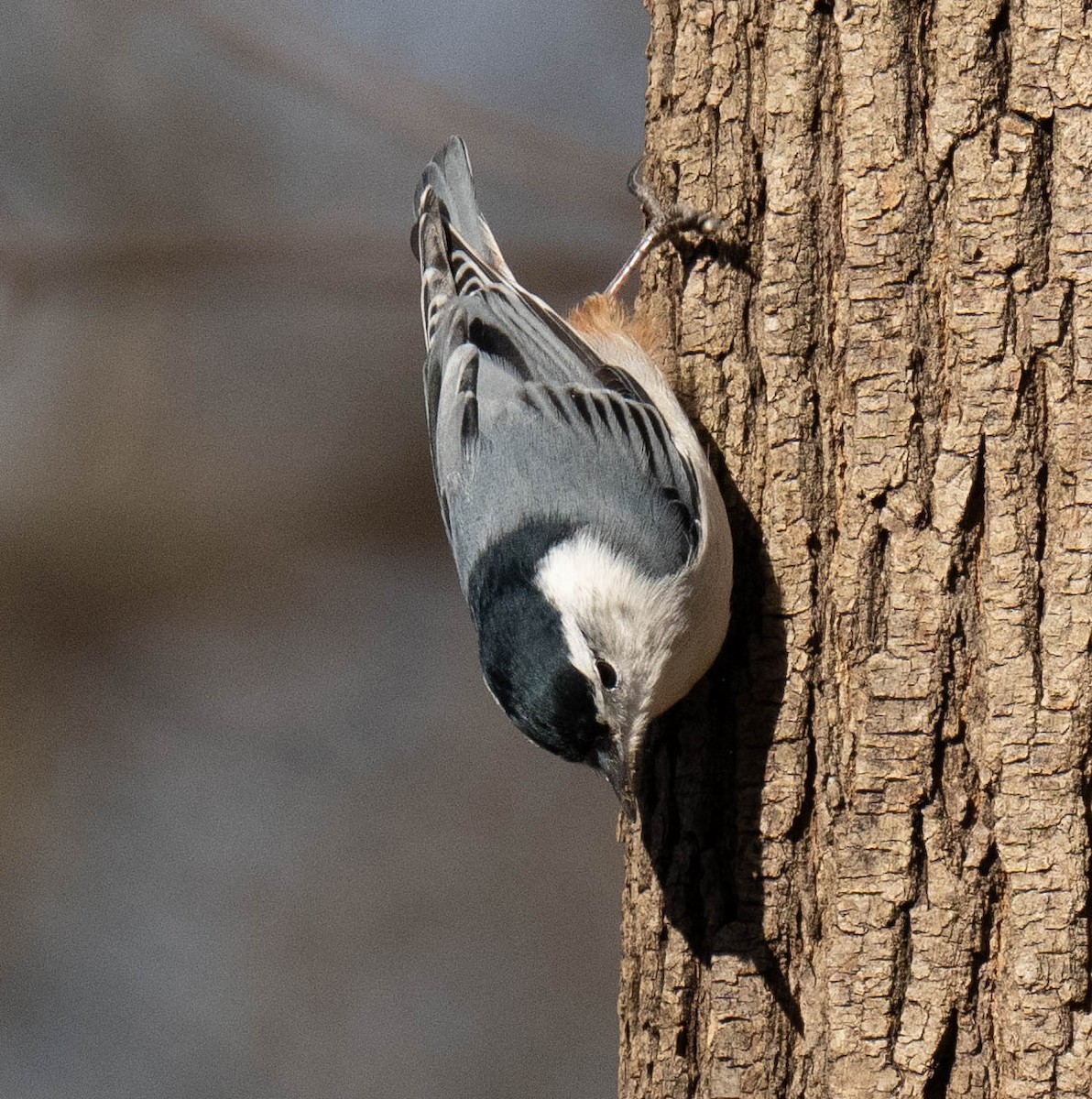 White-breasted Nuthatch - ML617861268