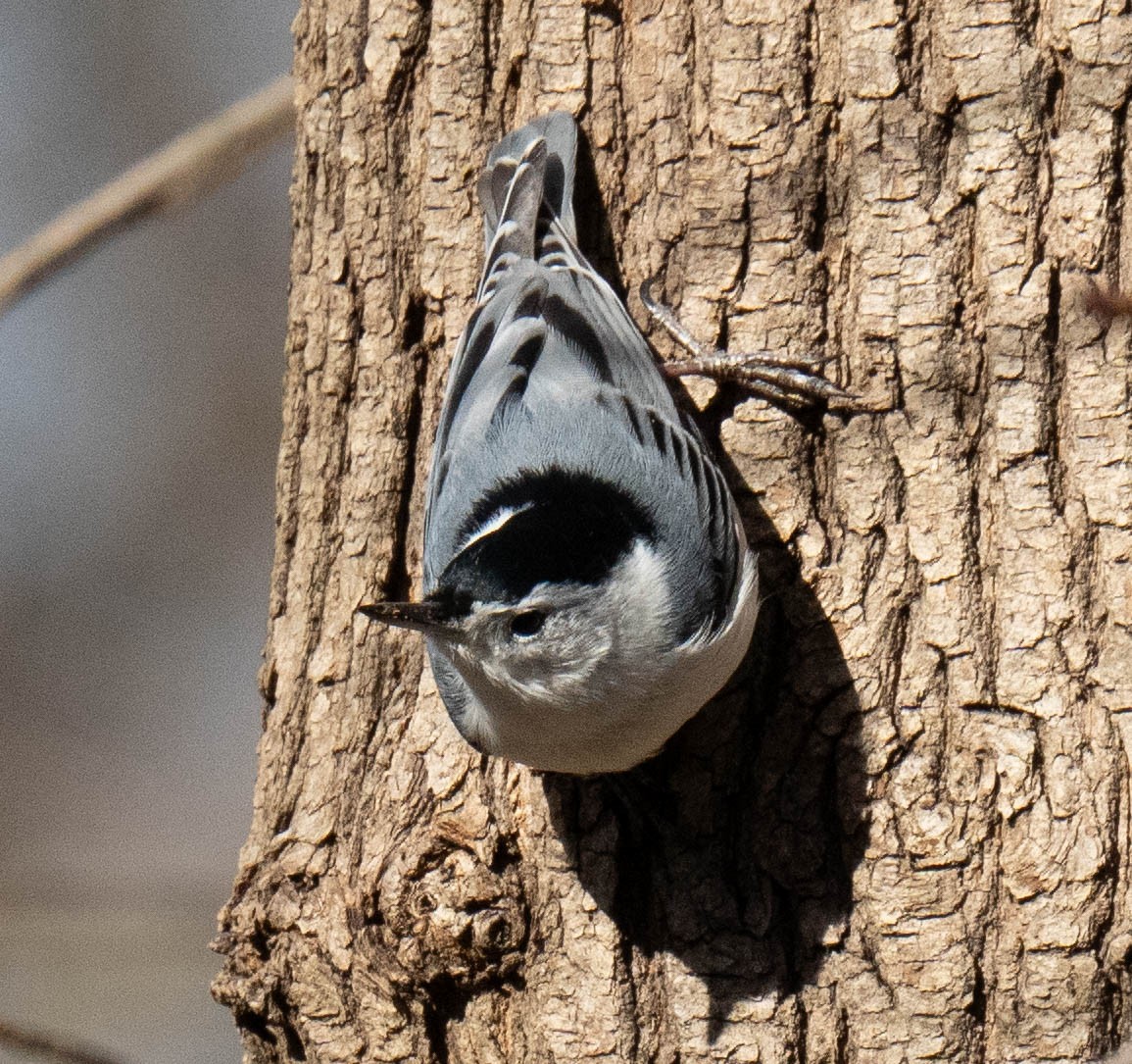 White-breasted Nuthatch - ML617861269