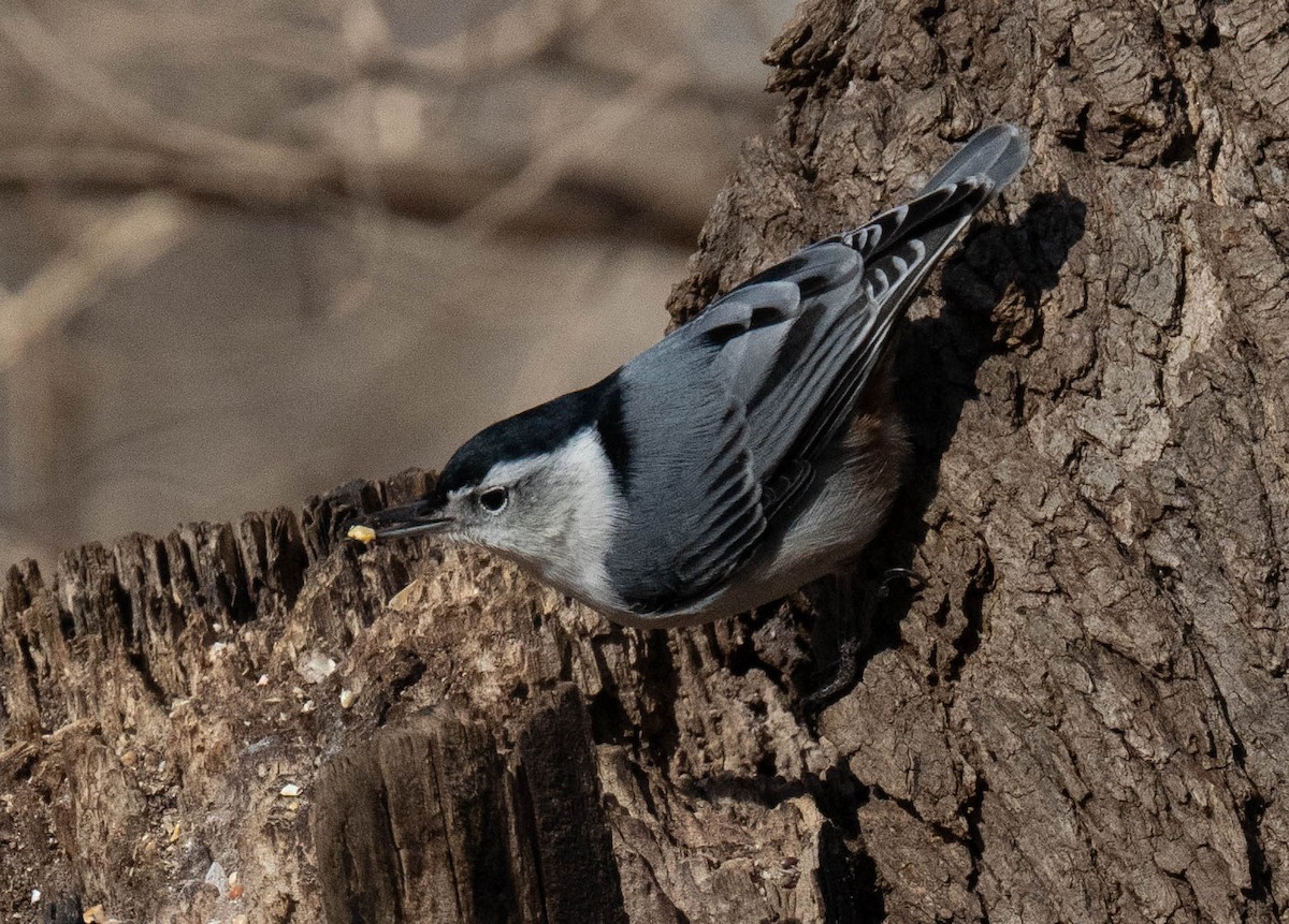 White-breasted Nuthatch - ML617861270