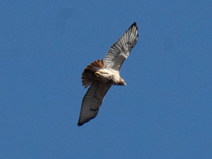 Red-tailed Hawk - ML617861279