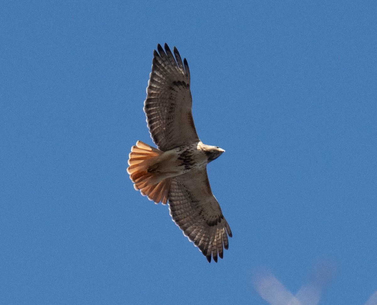 Red-tailed Hawk - ML617861280