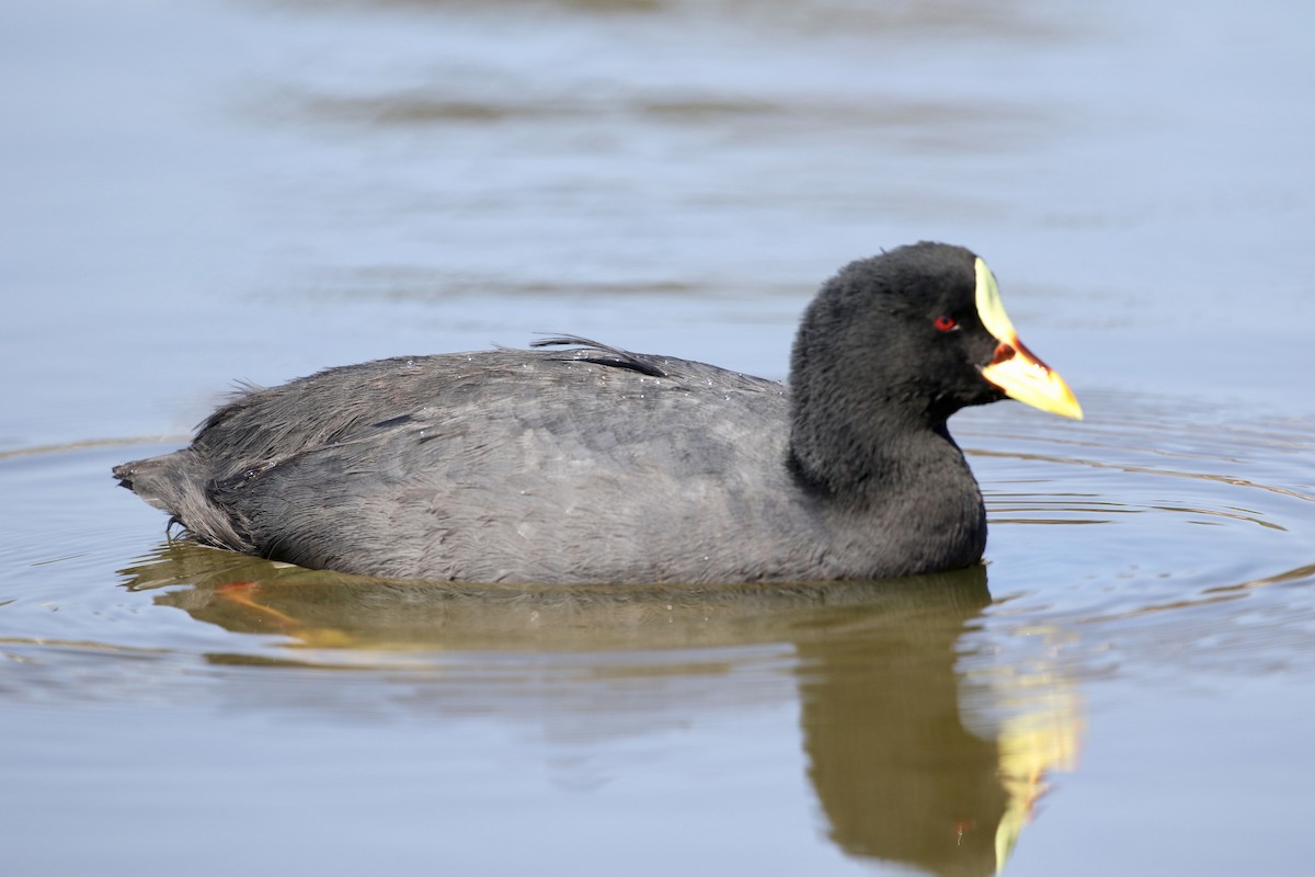 Red-gartered Coot - ML617861283