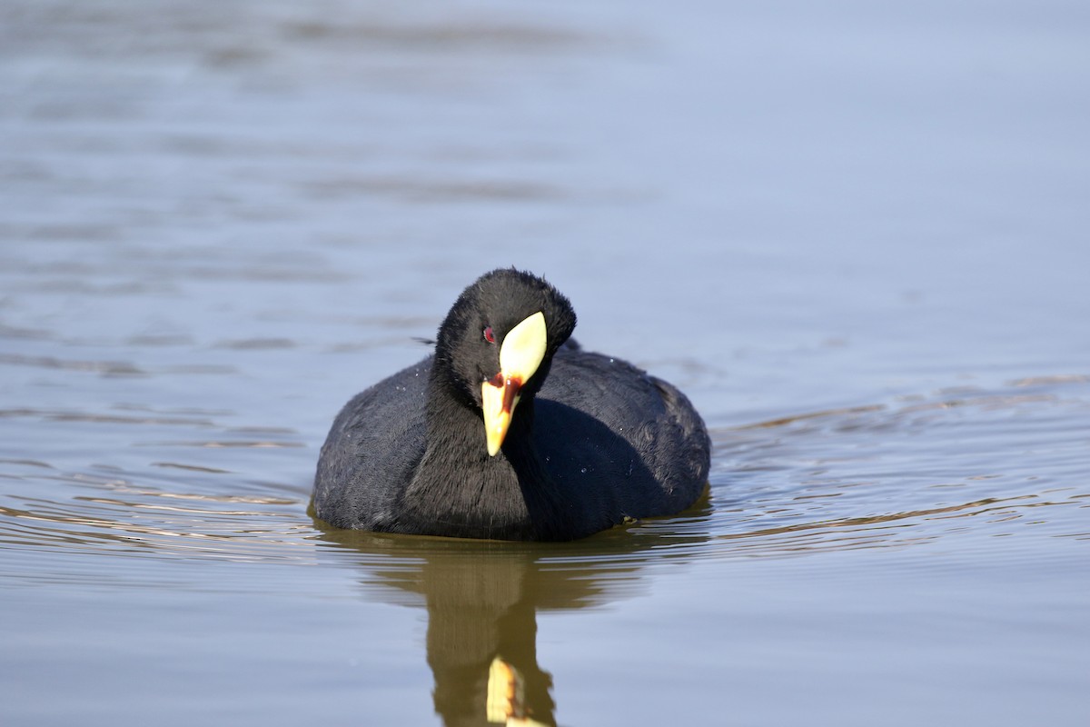 Red-gartered Coot - ML617861284