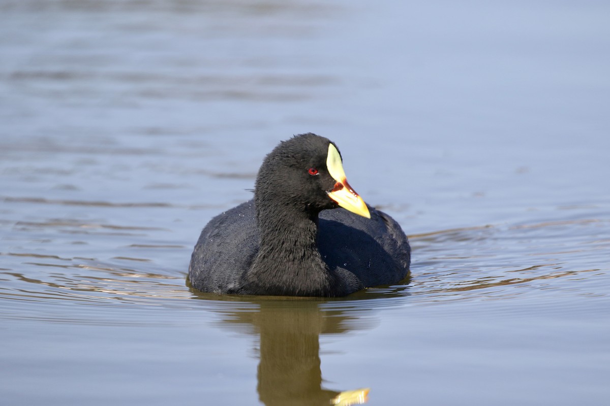 Red-gartered Coot - ML617861285