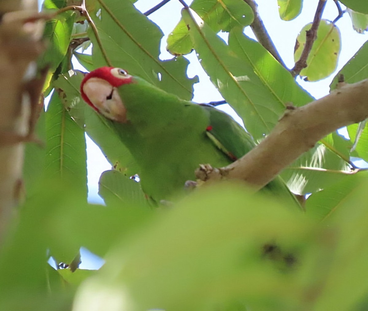 Red-masked Parakeet - Cathleen Burns
