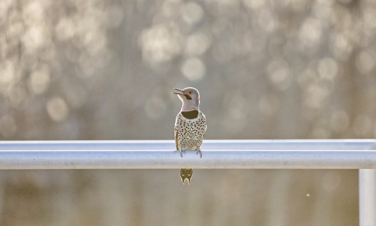 Northern Flicker (Yellow-shafted) - Joel Weatherly