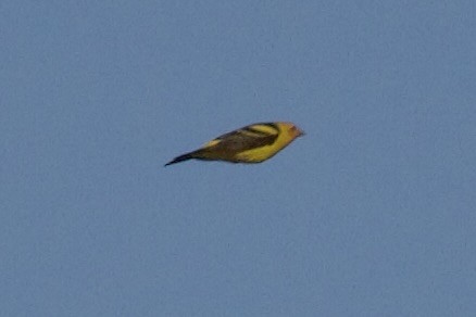 Western Tanager - ML617861316