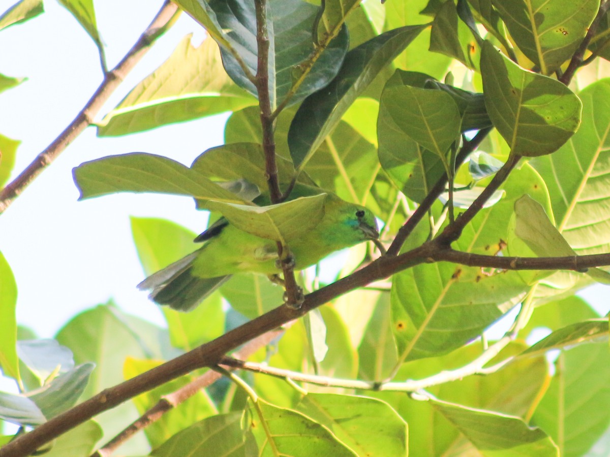 Blue-winged Leafbird - ML617861325