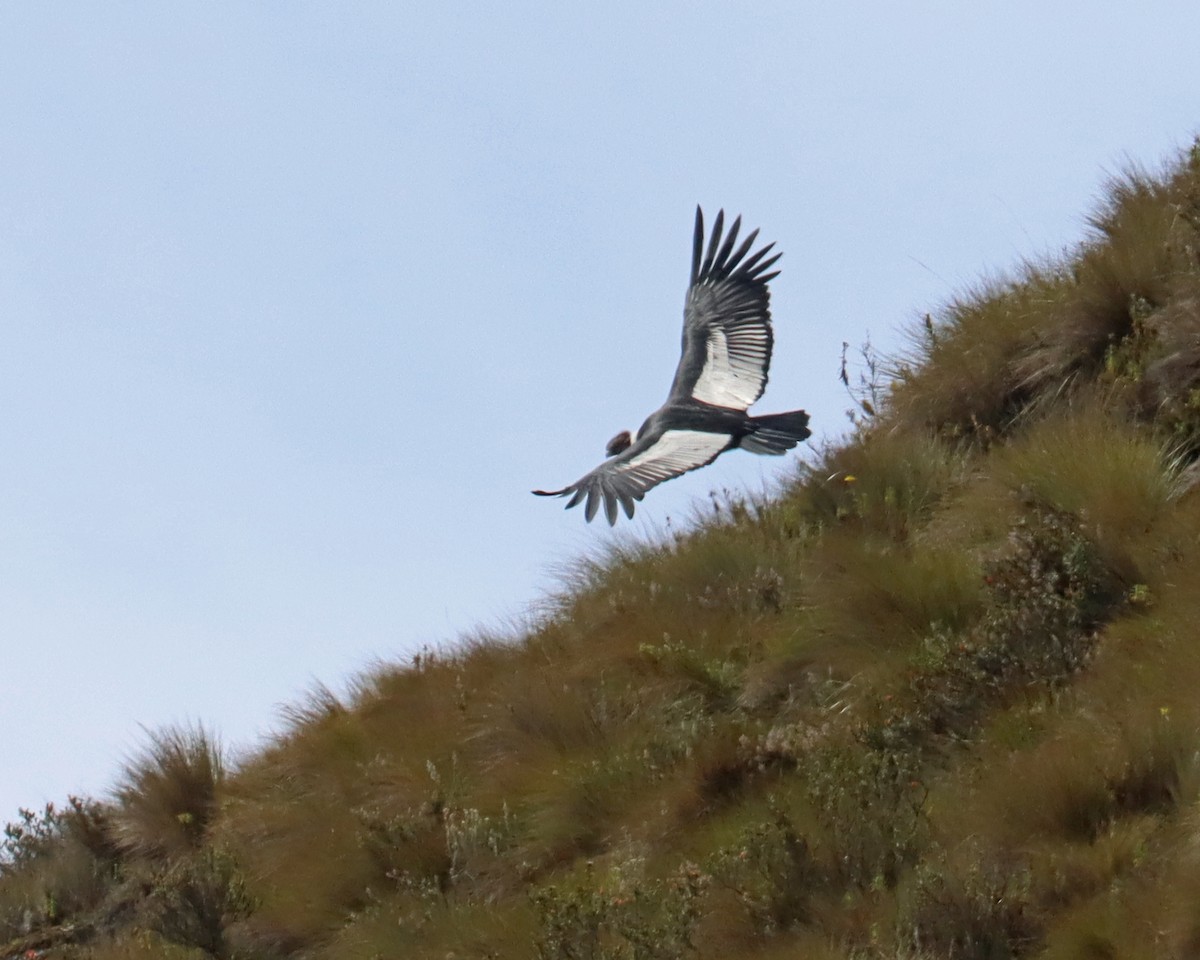 Andean Condor - ML617861335