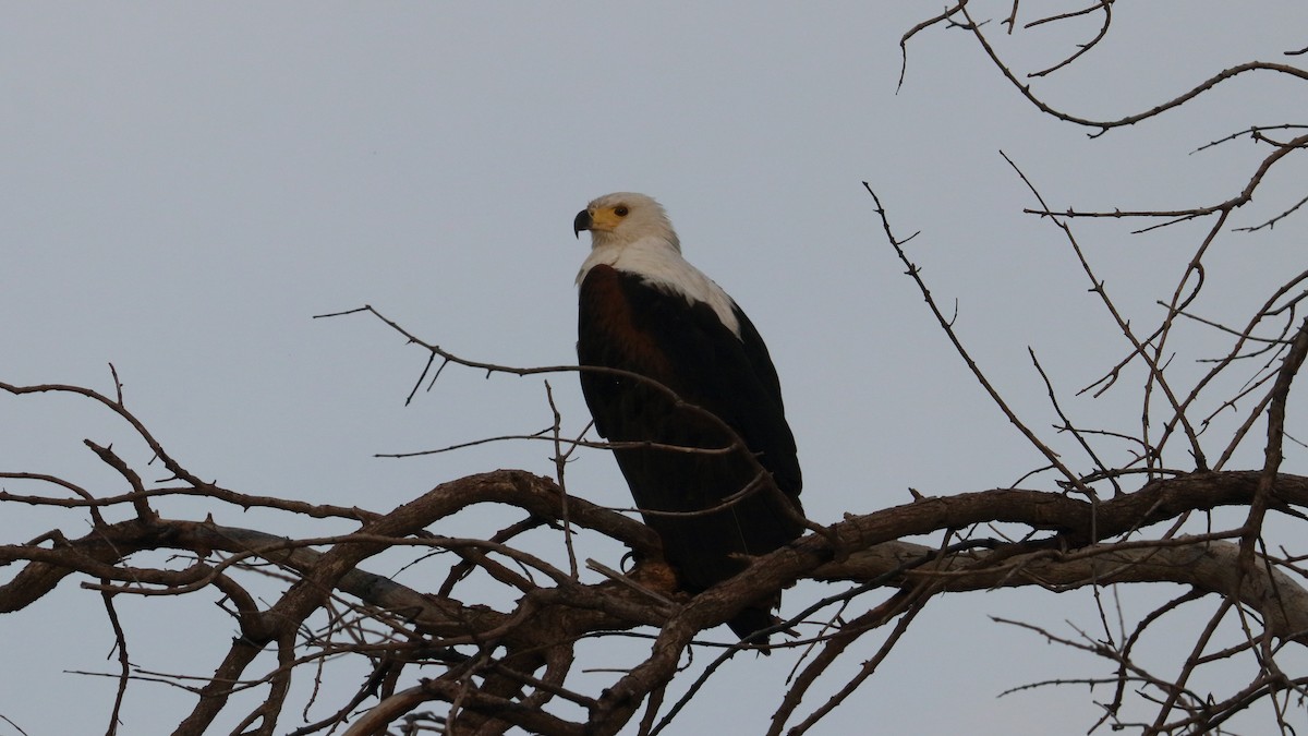 African Fish-Eagle - ML617861375