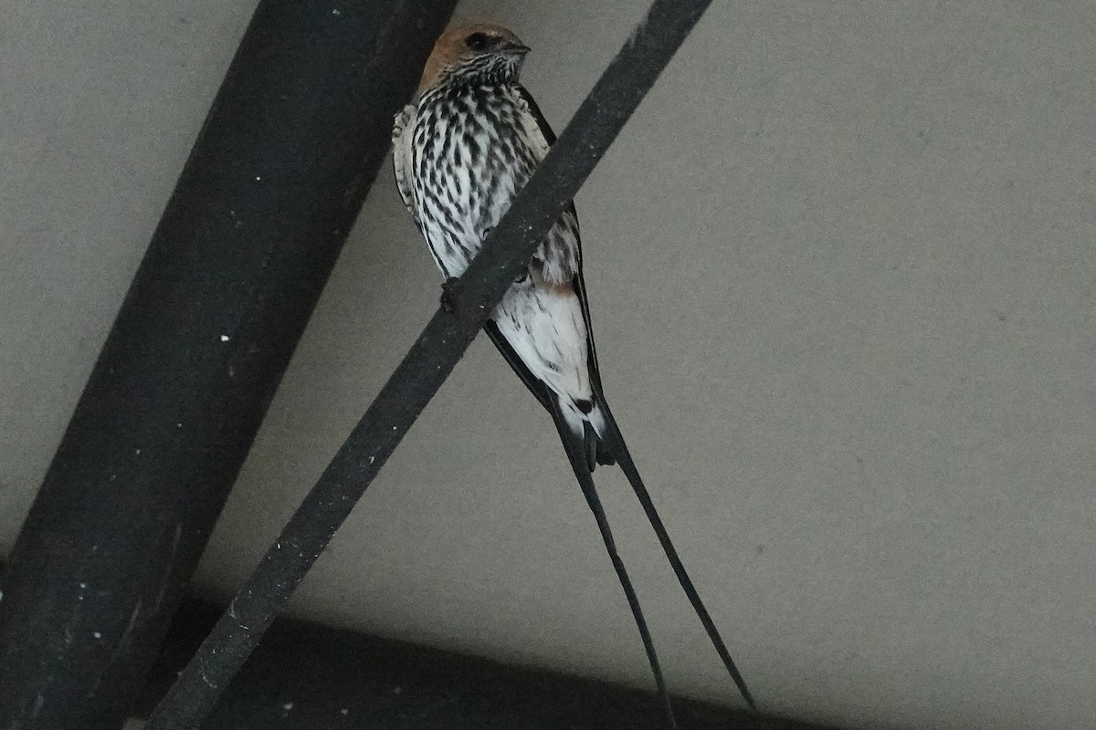 Lesser Striped Swallow - ML617861415