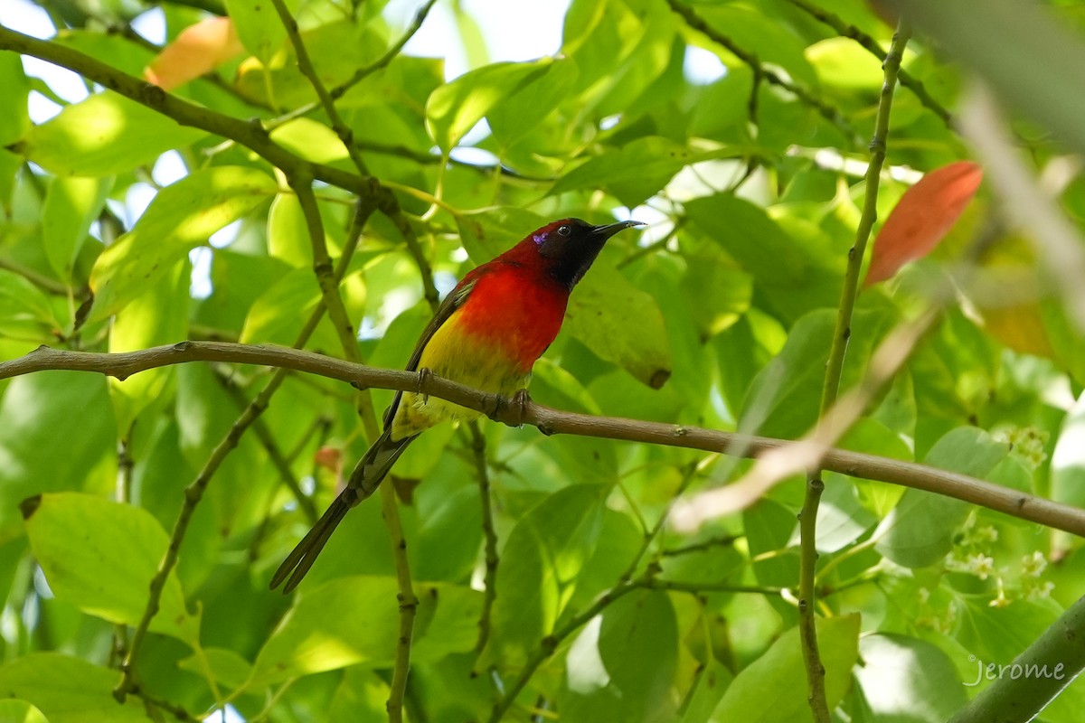 Mrs. Gould's Sunbird (Scarlet-breasted) - ML617861428