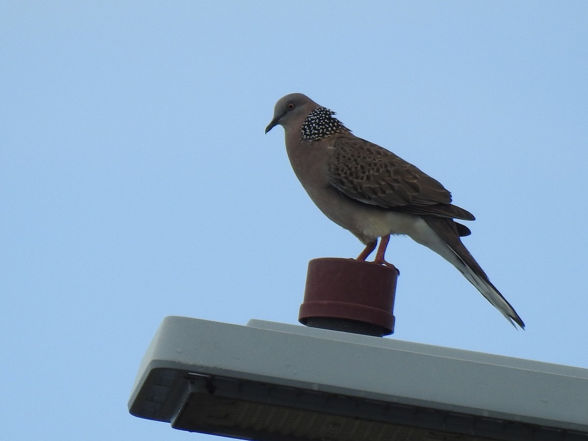 Spotted Dove - ML617861463