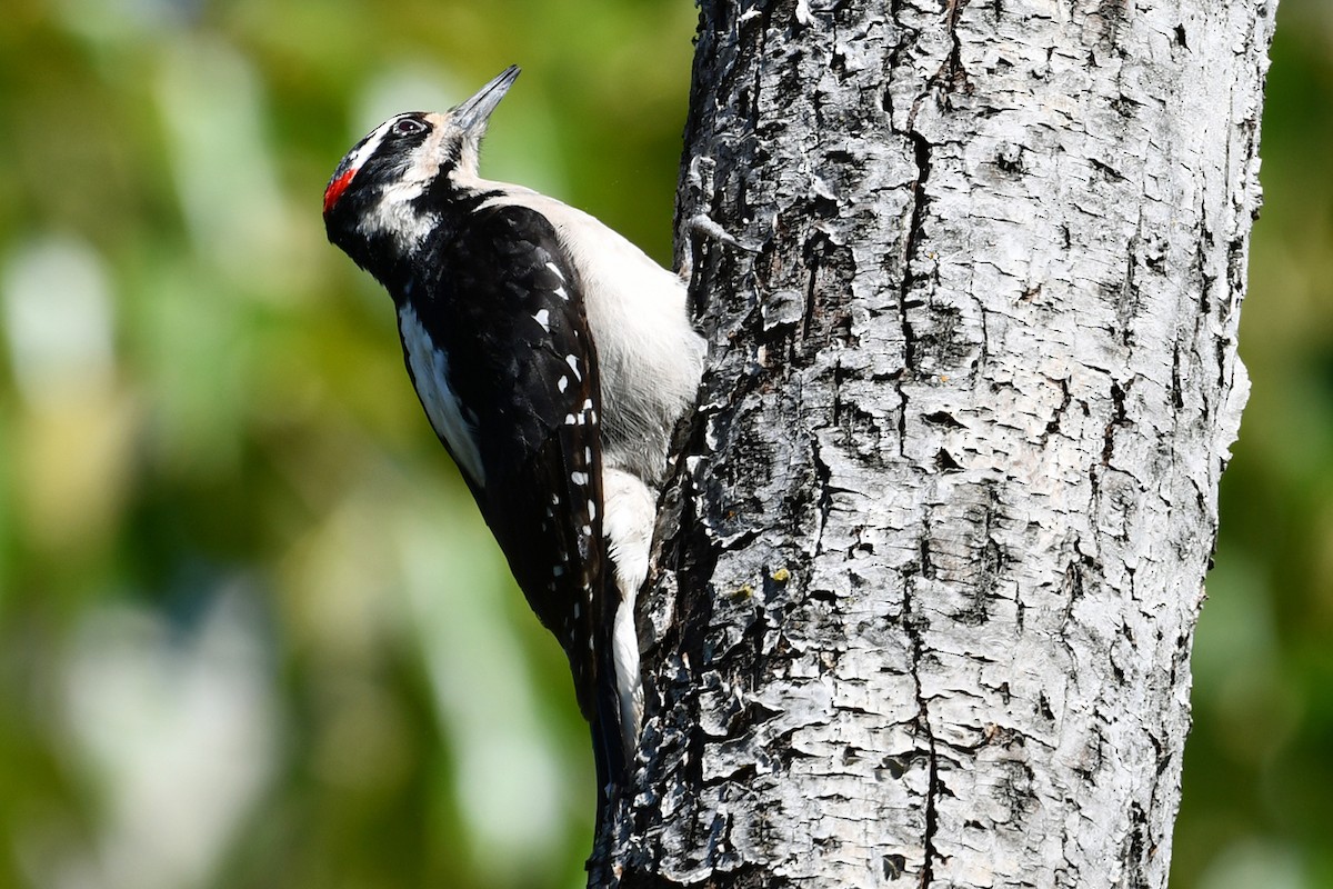 Hairy Woodpecker - ML617861512