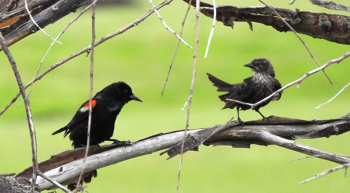 Tricolored Blackbird - ML617861515