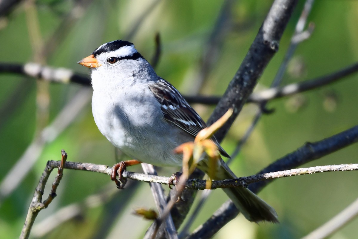 White-crowned Sparrow - ML617861525