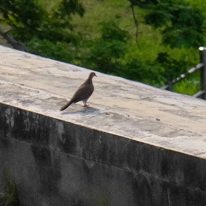 Spotted Dove - ML617861546