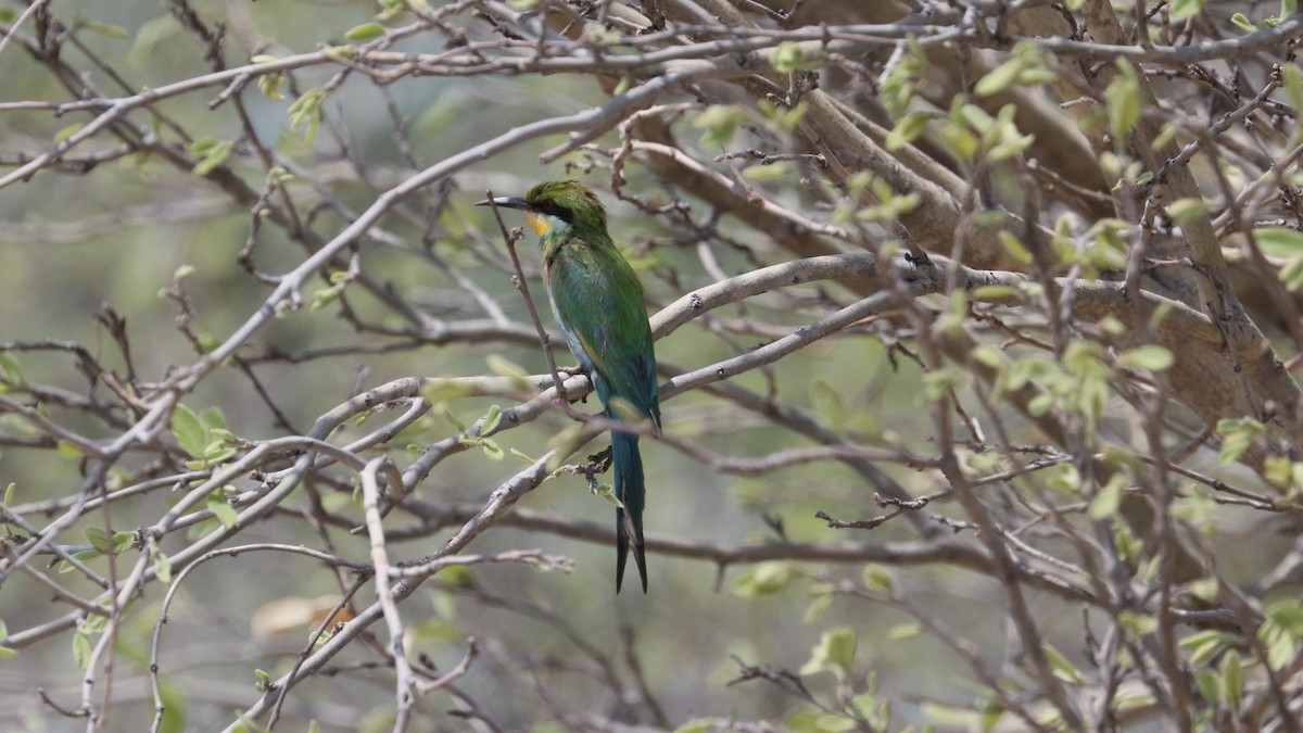 Swallow-tailed Bee-eater - ML617861618