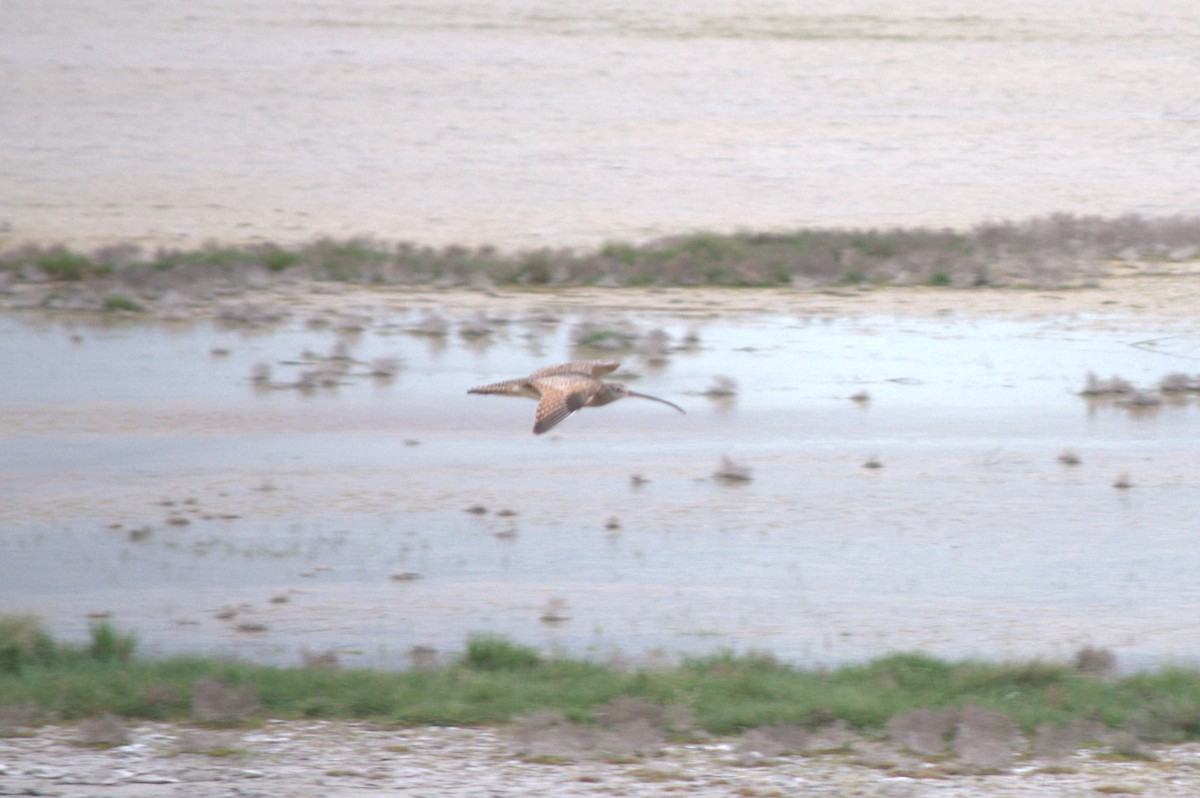 Long-billed Curlew - ML617861652