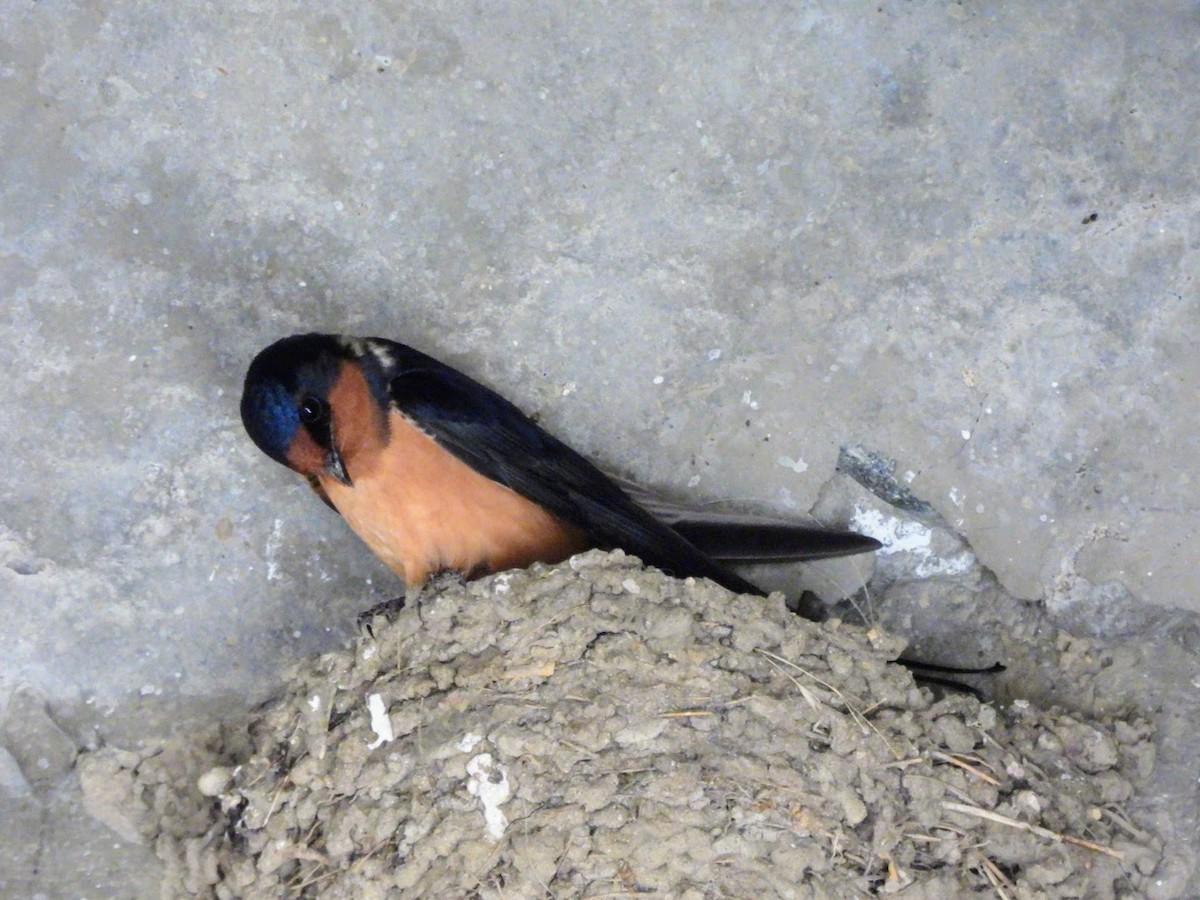 Barn Swallow - patricia kuzma sell