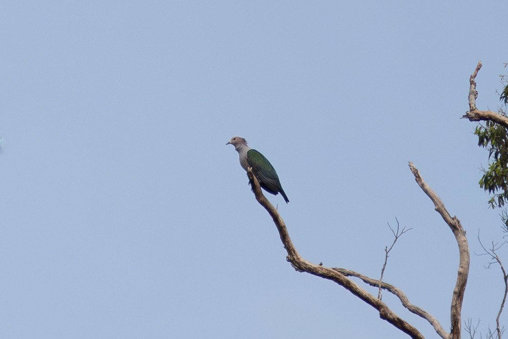 Green Imperial-Pigeon (Green) - ML617861673